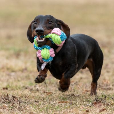 Hundespielzeug Limoen Knochen