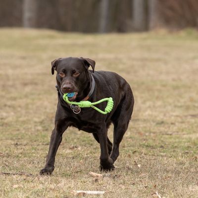 Hundespielzeug Limoen Seil & Ball