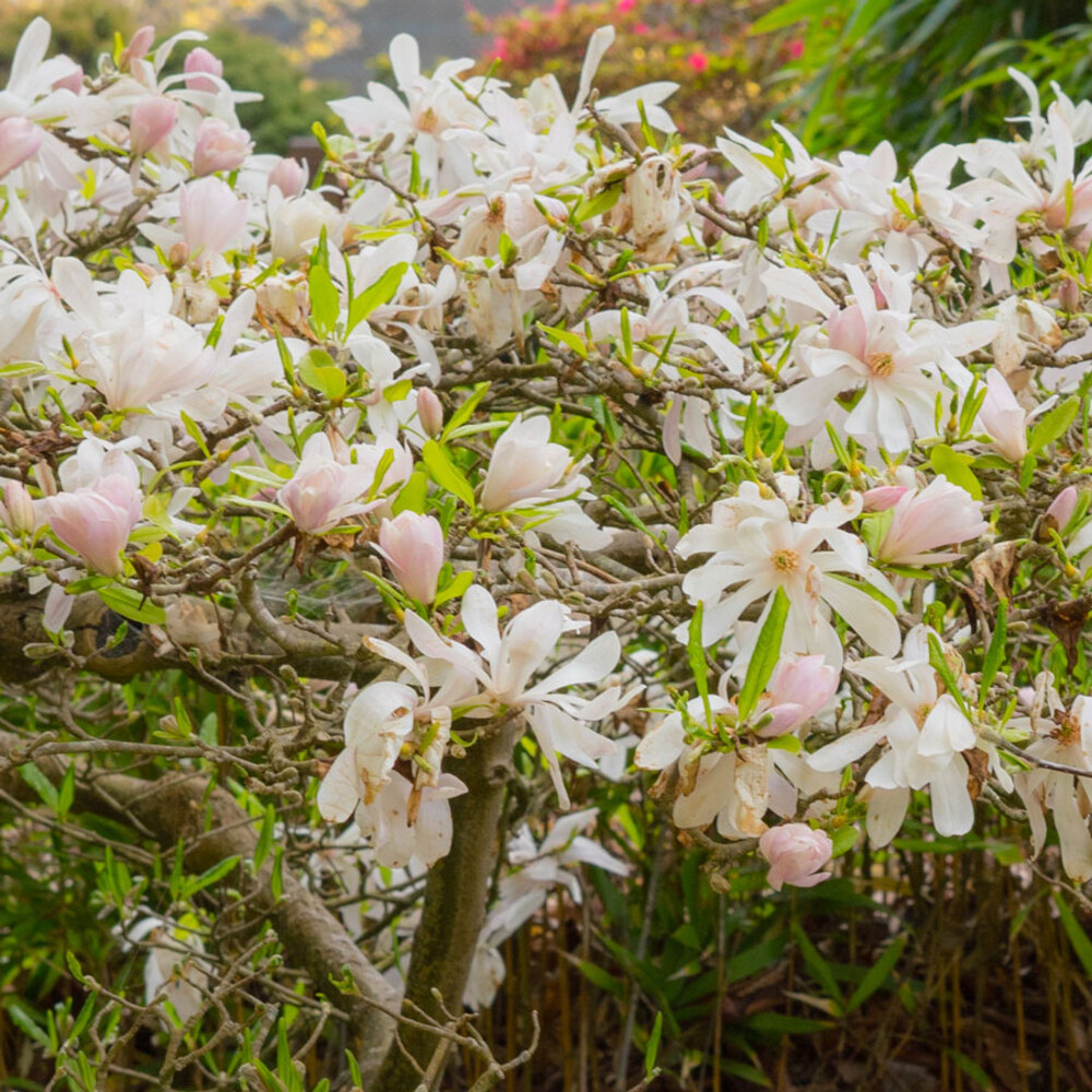 neemen Protect Inscet repellent Spray