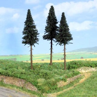 Hochstammtannen 17 cm (3 Stk.)