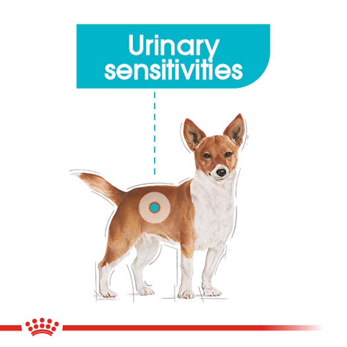 ROYAL CANIN Urinary Care Nassfutter für Hunde mit empfindlichen Harnwegen 12x85g