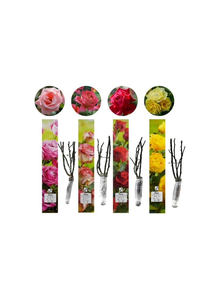 OH2 4er-Set: Duftende großblumige Gartenrosen in Bunt günstig kaufen onesize