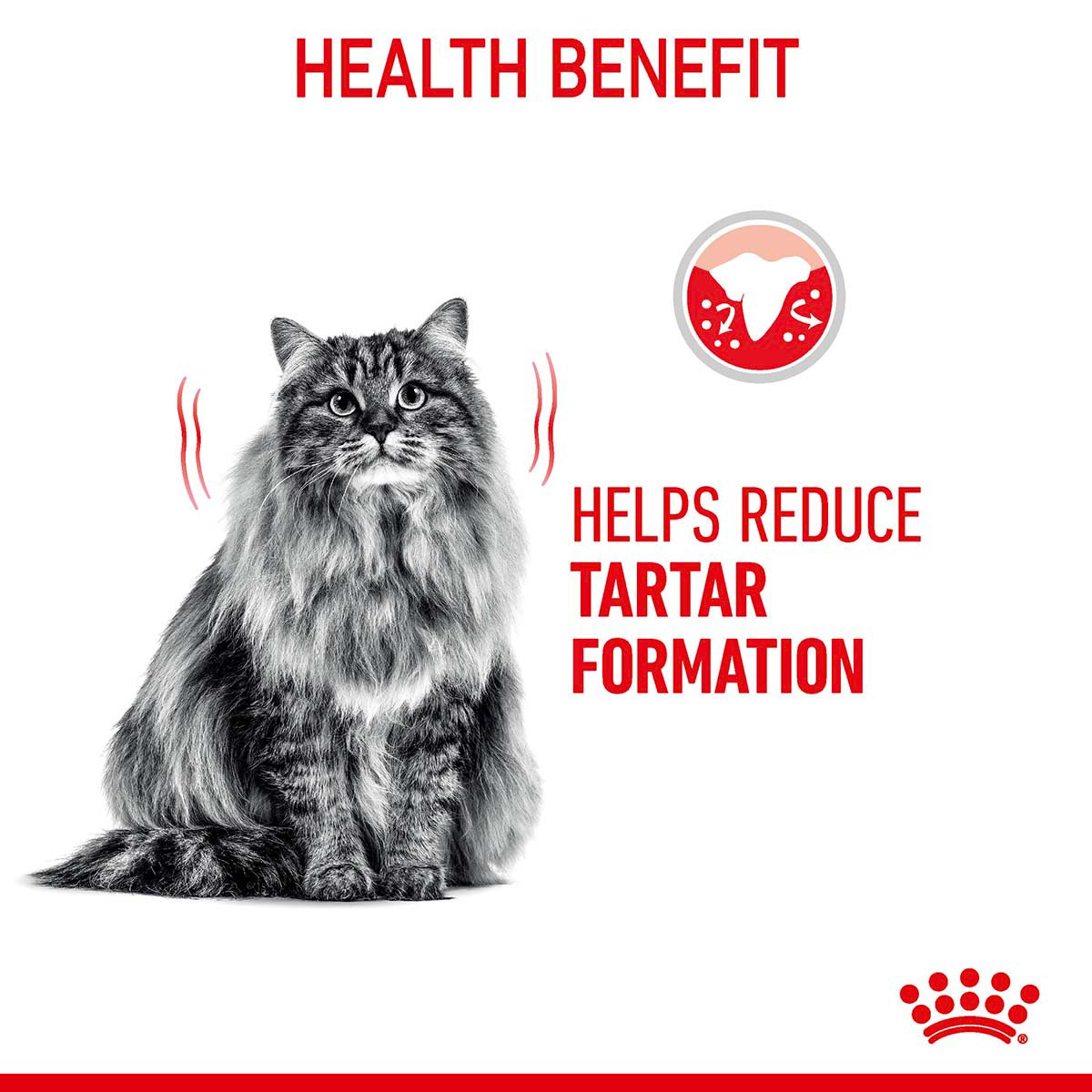 Royal Canin FCN Dental Care günstig kaufen