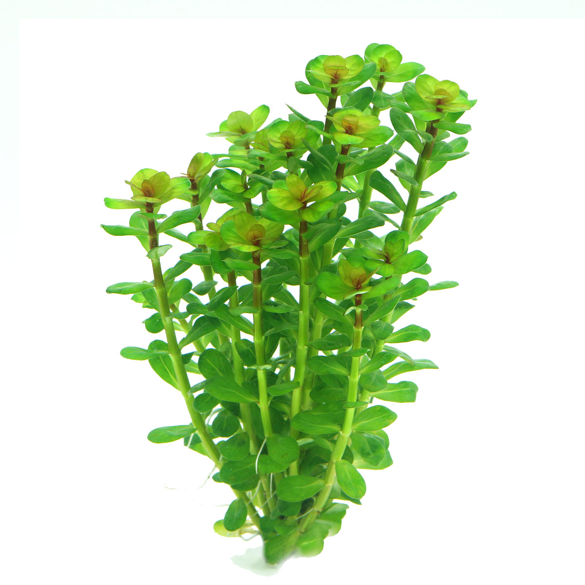 Dennerle Plants Rotala indica In-Vitro kaufen