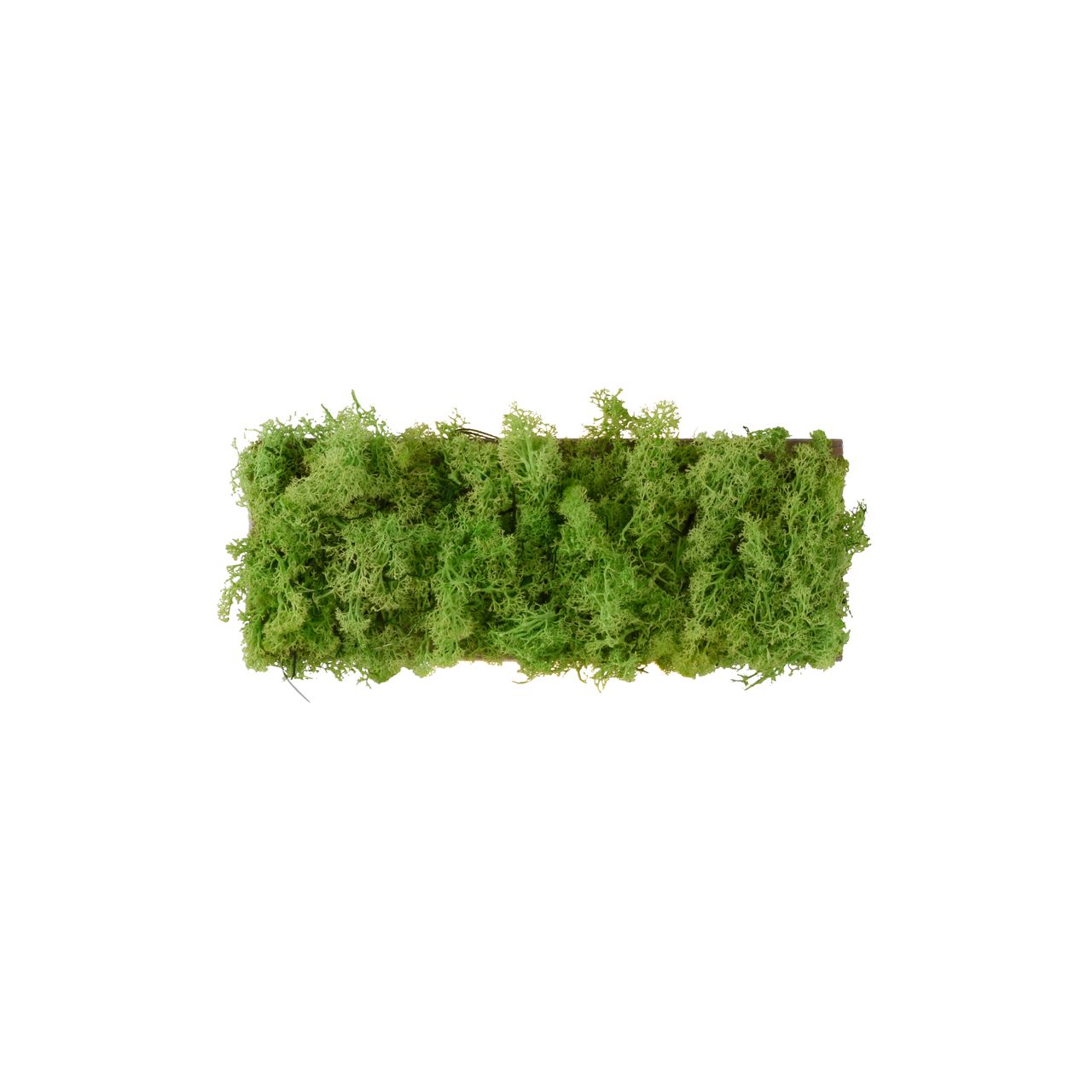 JUST LIGHT LED Wandleuchte GREEN CARLO, mit echtem Moos, 3000 K
