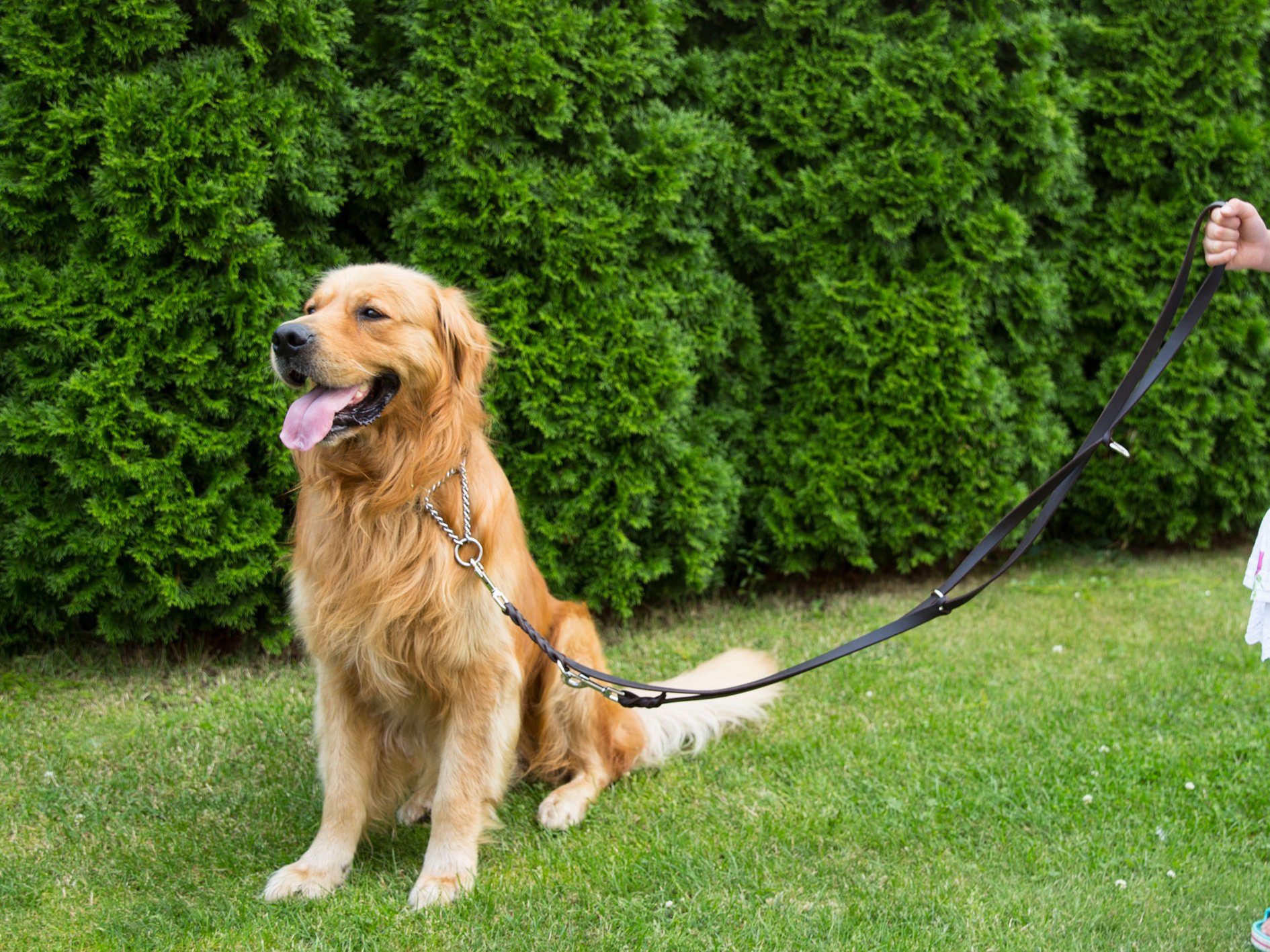 CopcoPet Hundeleine Fettlederleine Leder Führleine geflochten 3fach verstellbar verchromt, Robust, nachhaltig, Naturprodukt