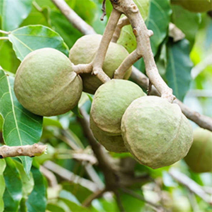 Kukui Oil Conditioner