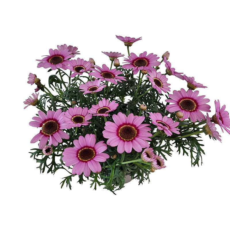 Margeritt farget G. Daisy