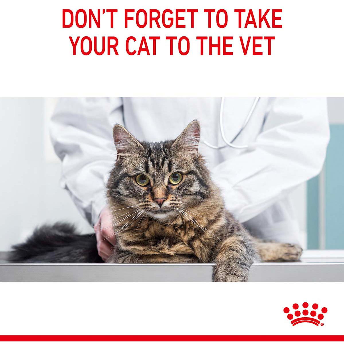 Royal Canin FCN Hairball Care günstig kaufen