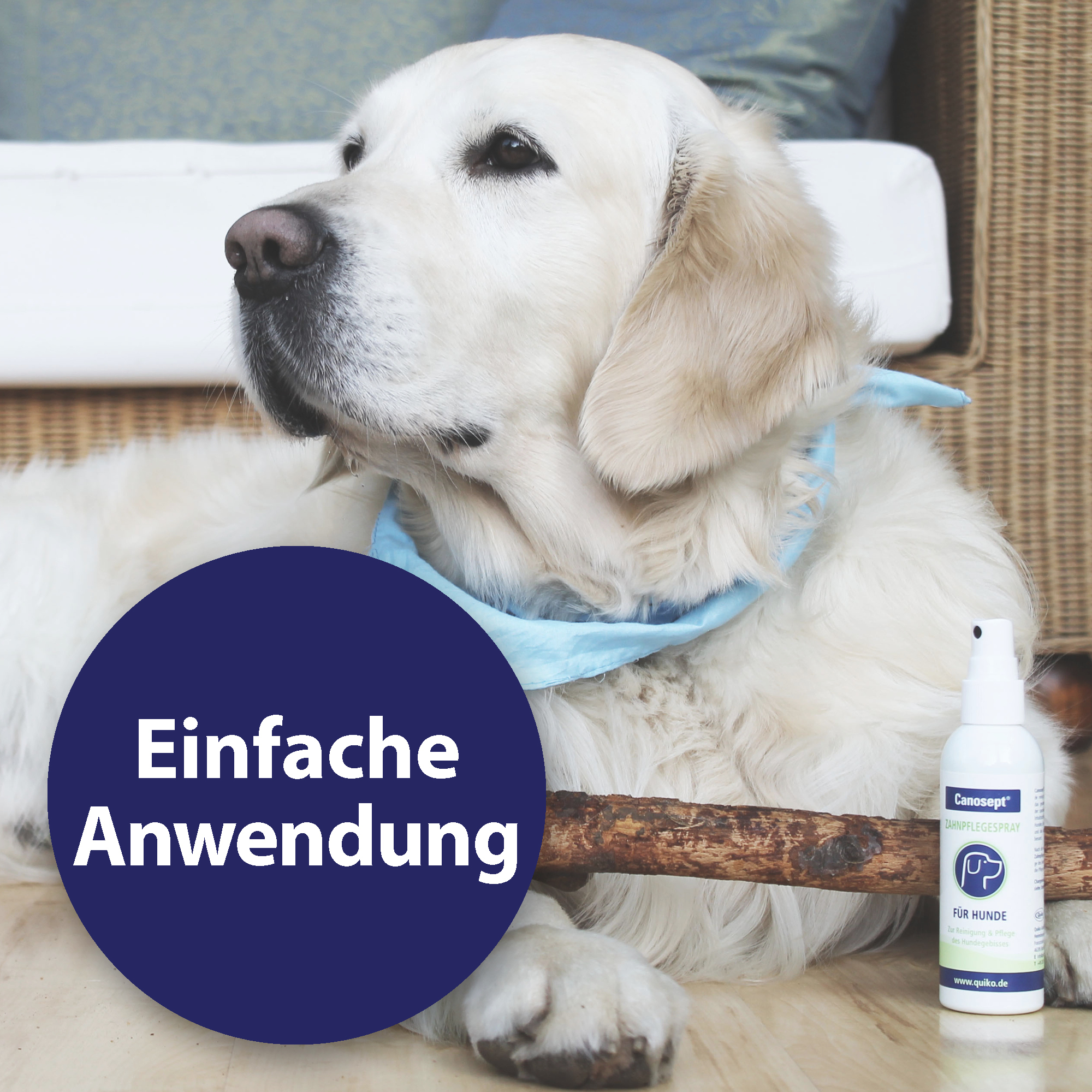 Canosept Zahnpflege Canosept Zahnpflege Spray für Hunde 100 ml