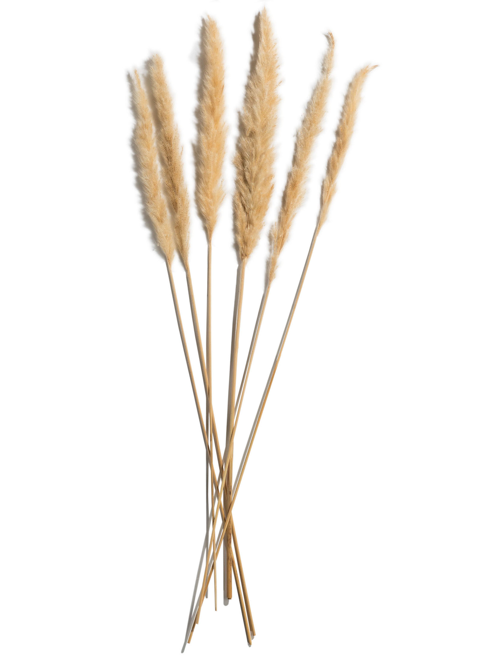 Pampasgrasbündel 6er Trockenblume, Gold