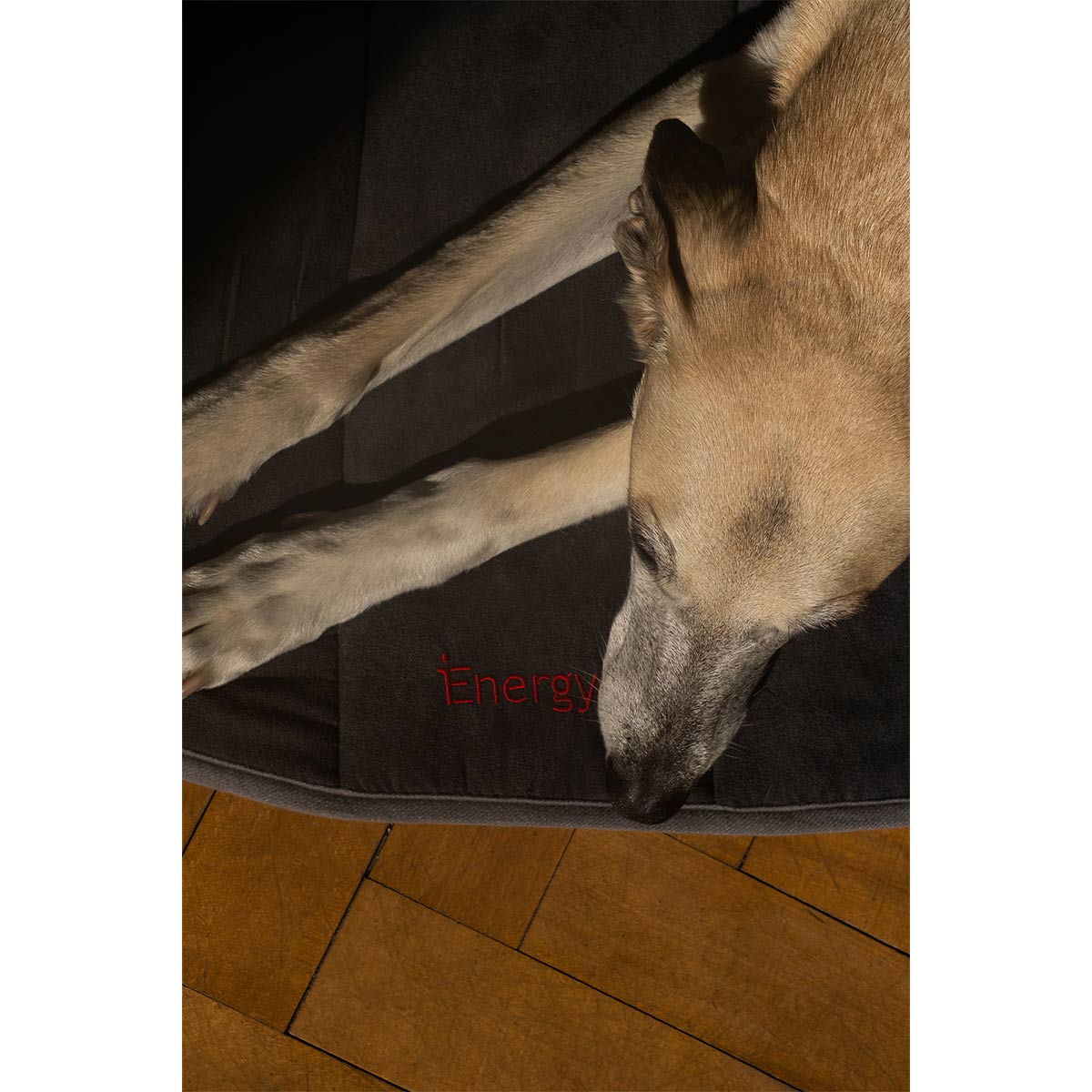 iEnergy BUR Hundematte günstig kaufen bei ZooRoyal