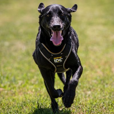 JULIUS-K9 IDC® Longwalk Geschirr - schwarz/grau
