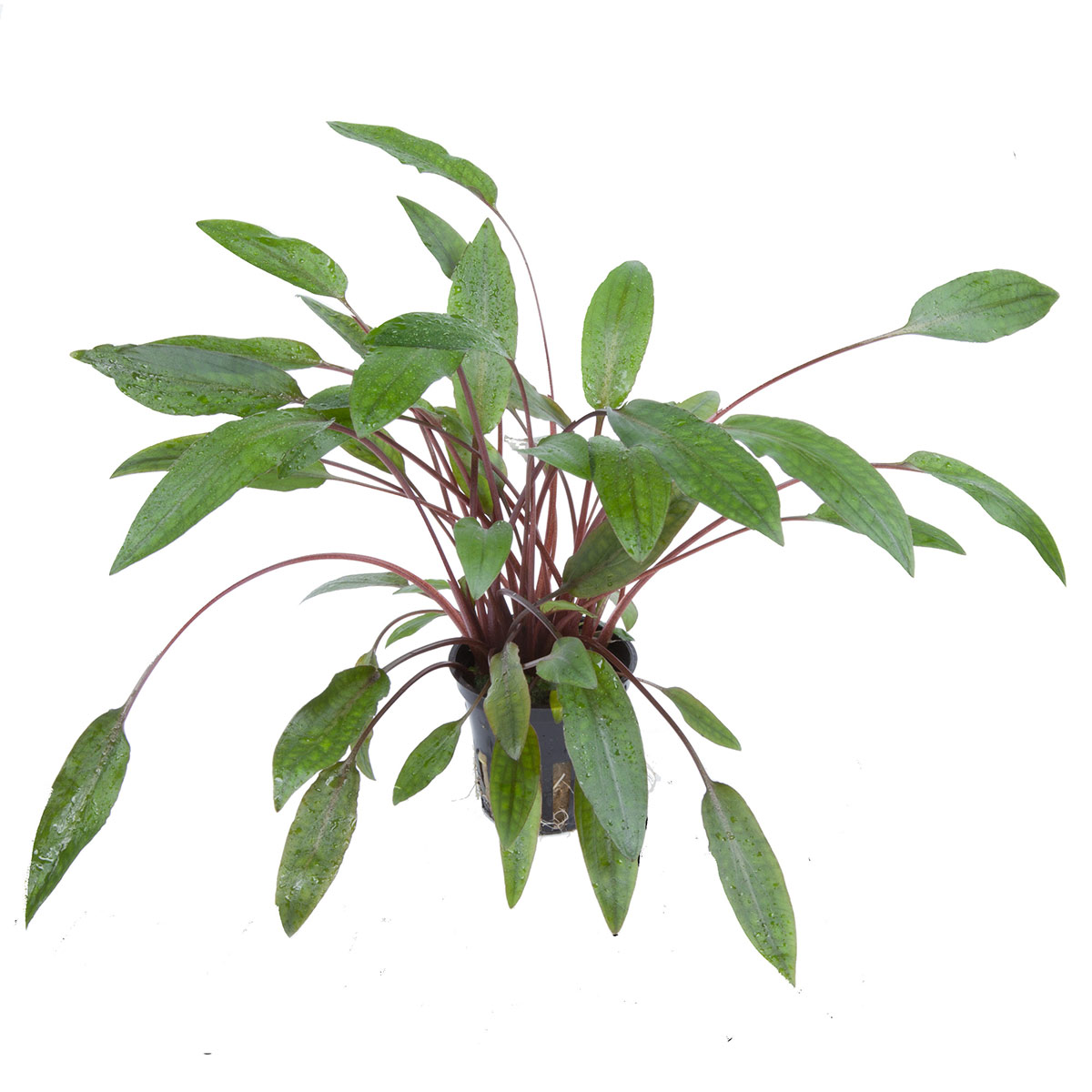 Tropica Aquariumpflanze Cryptocoryne beckettii 'Petchii'