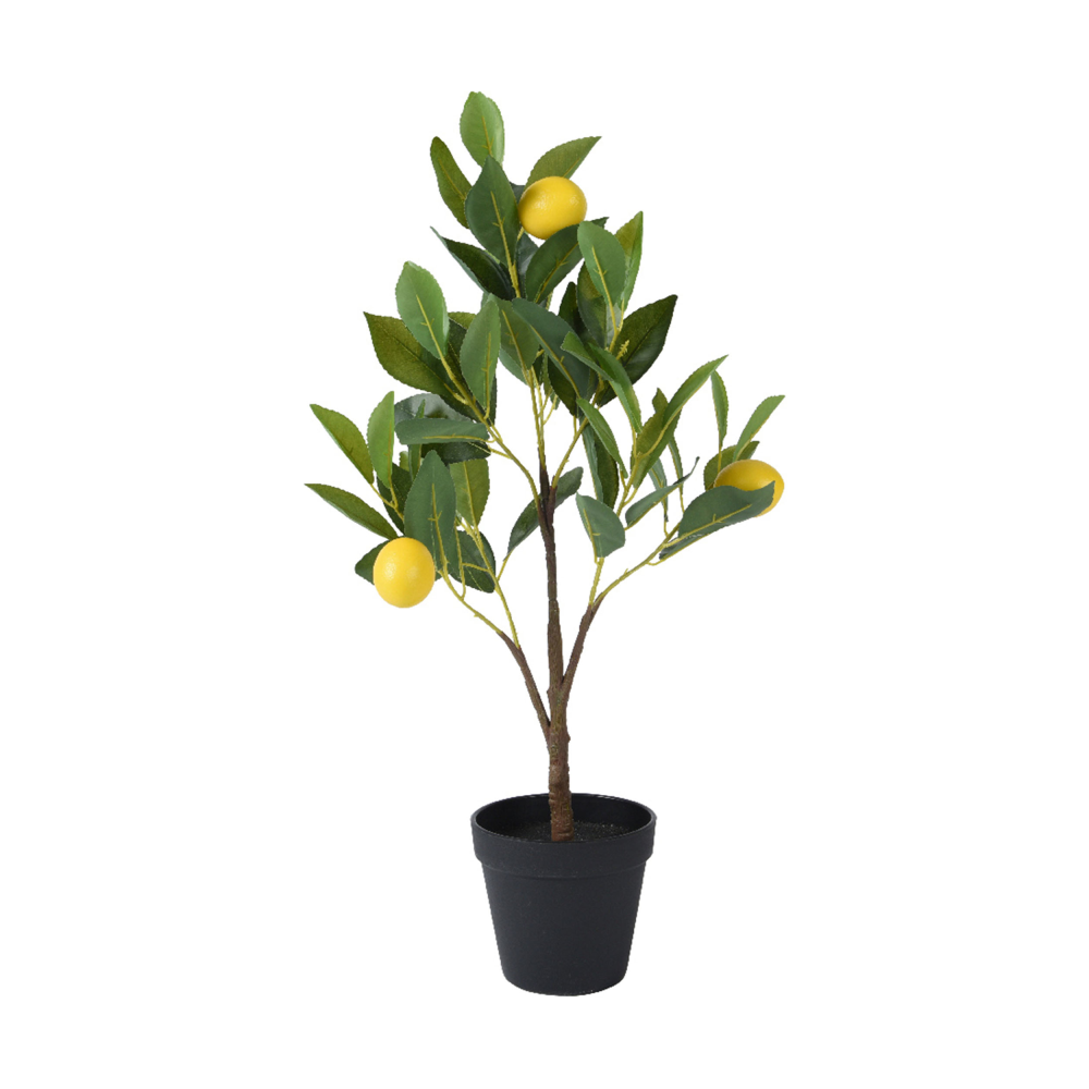 Zitronenbaum im Topf