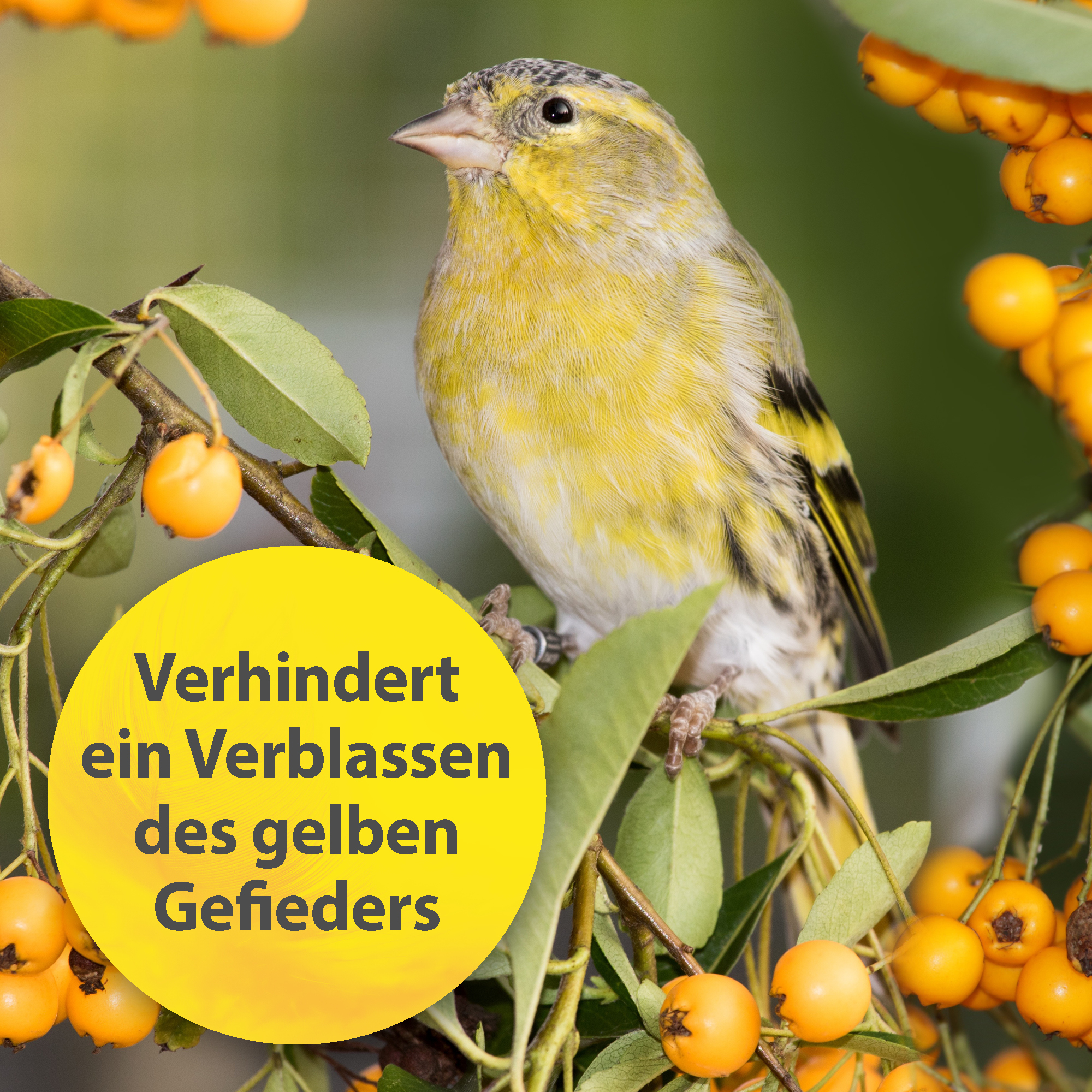 Quiko Ergänzungsfutter Quiko Intensiv Gelb 100 g: Ergänzungsfutter für Ziervögel mit Gelbfaktor