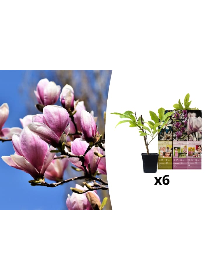 OH2 6er-Set: Magnolien in Bunt günstig kaufen onesize
