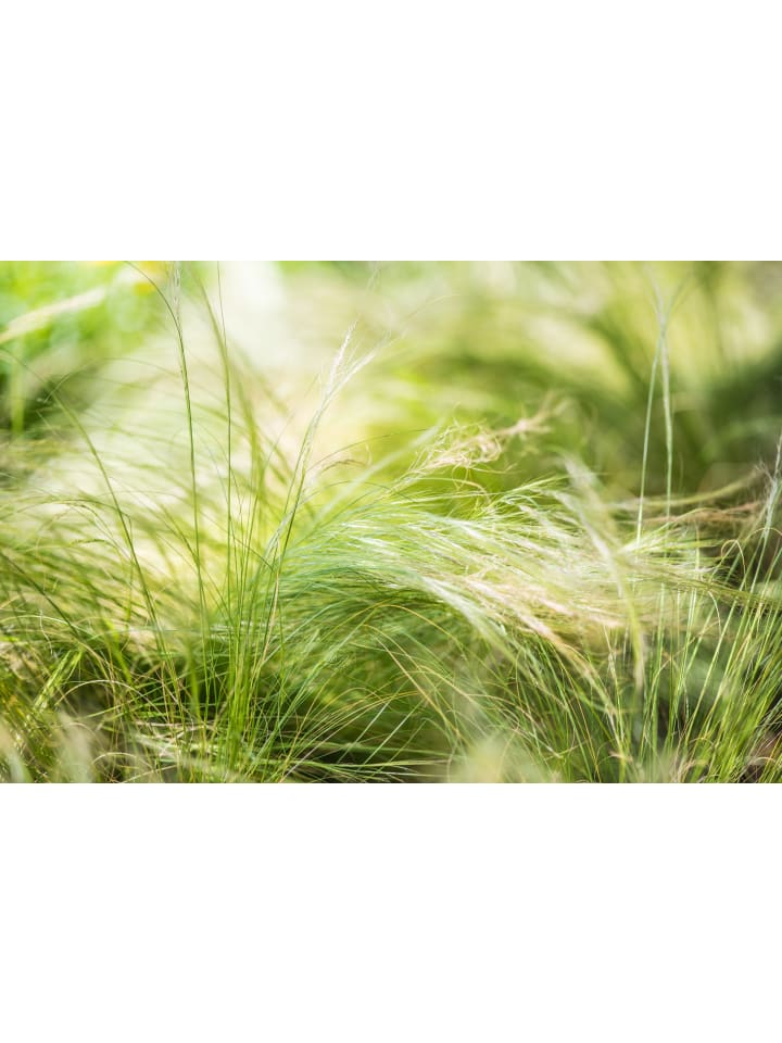 OH2 8er Set: Stipa-Pferdeschwanzgras günstig kaufen onesize
