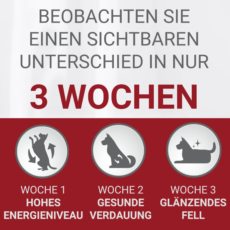 Purina ONE Hundetrockenfutter Purina ONE Mini Adult Lachs 3x800 g