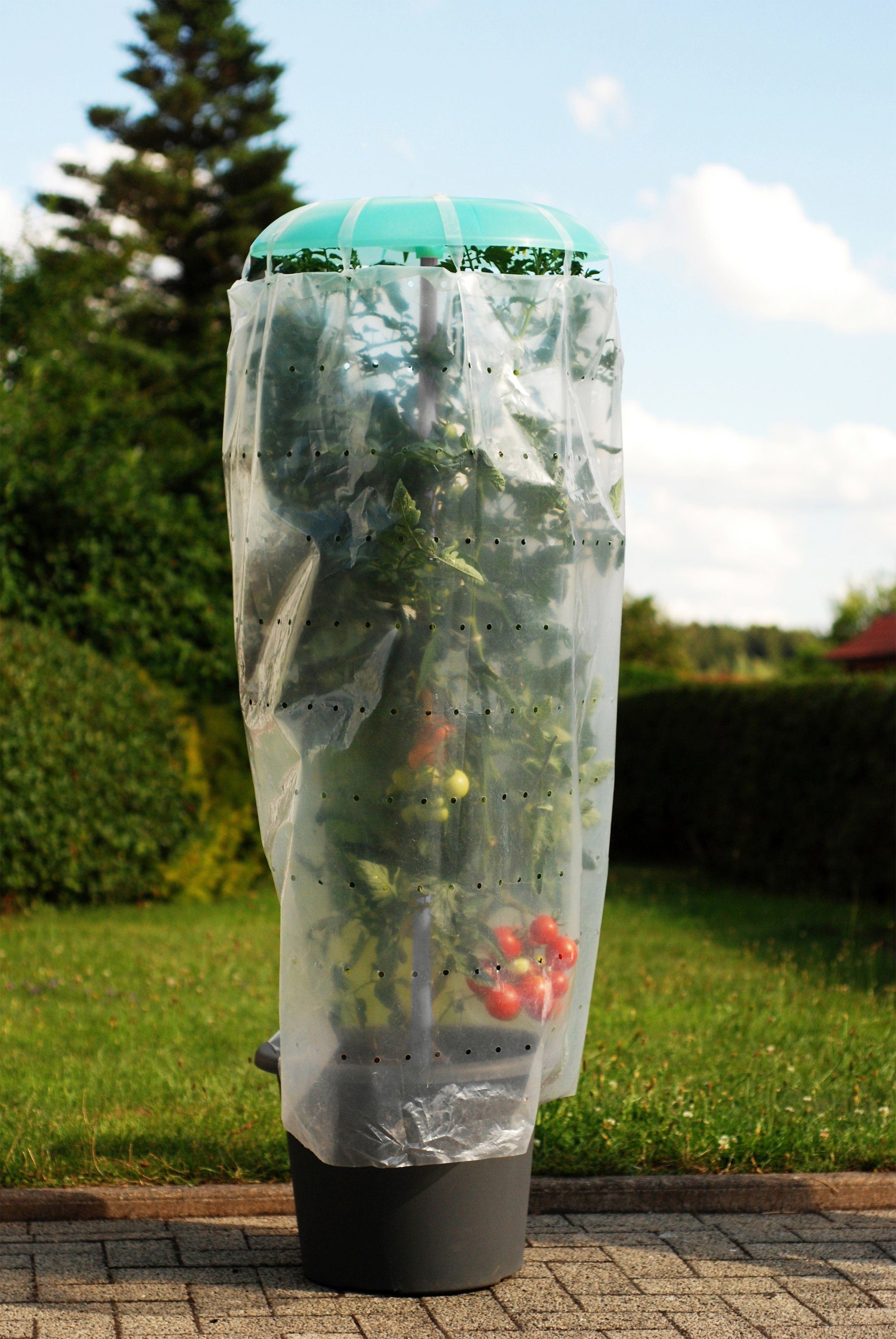 KHW Pflanzenschutzdach Tomatenhut, inkl. Stab und Schutzfolie, BxH: 49x120 cm