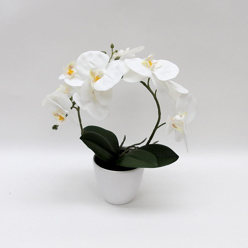 Home Orkide 30 cm, i potte, hvit