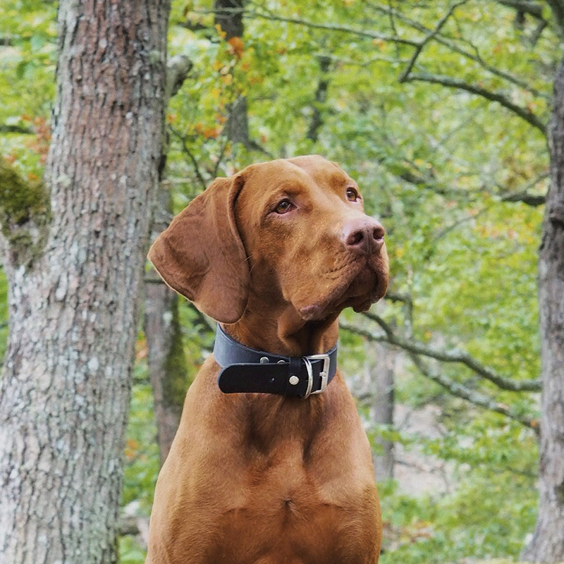 Das Lederband Hundehalsbänder Das Lederband Halsband Weinheim schwarz 1,6 cm, 32 cm