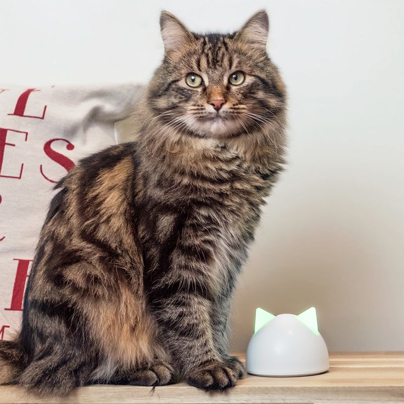Sureflap Mikrochip Katzenklappe Connect zu TOP-Preisen | bitiba %