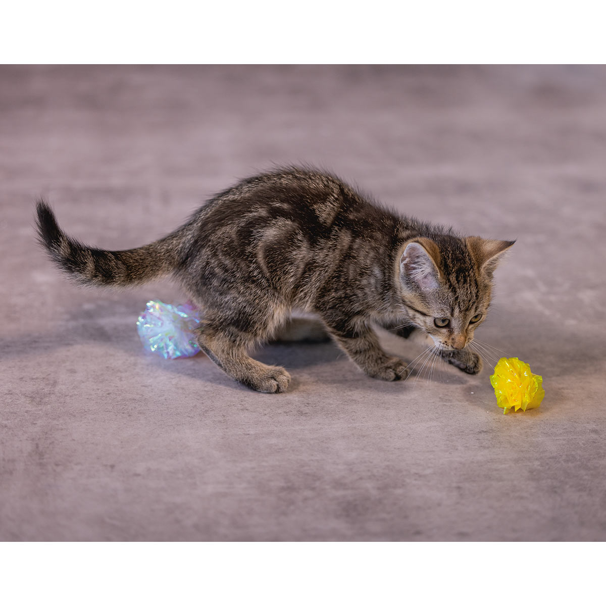 Beeztees Kitten Knister Bälle Evy 4 Stück kaufen