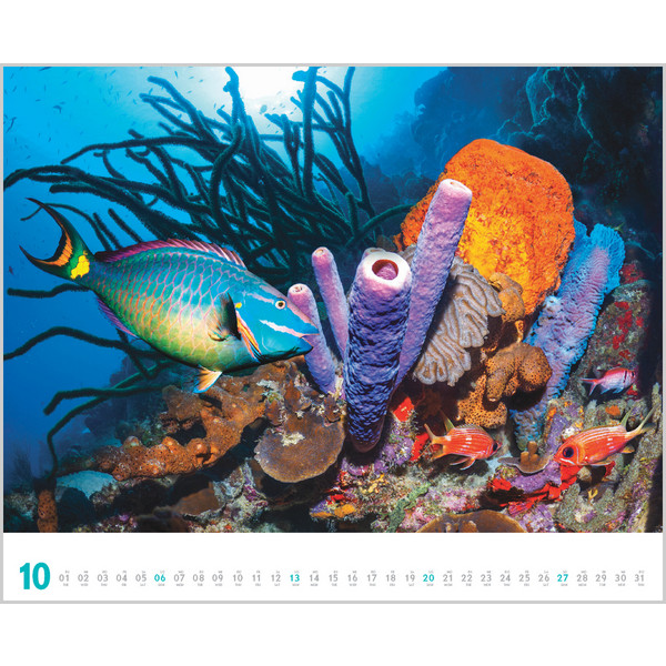 DIVE 2024 - Kalender
