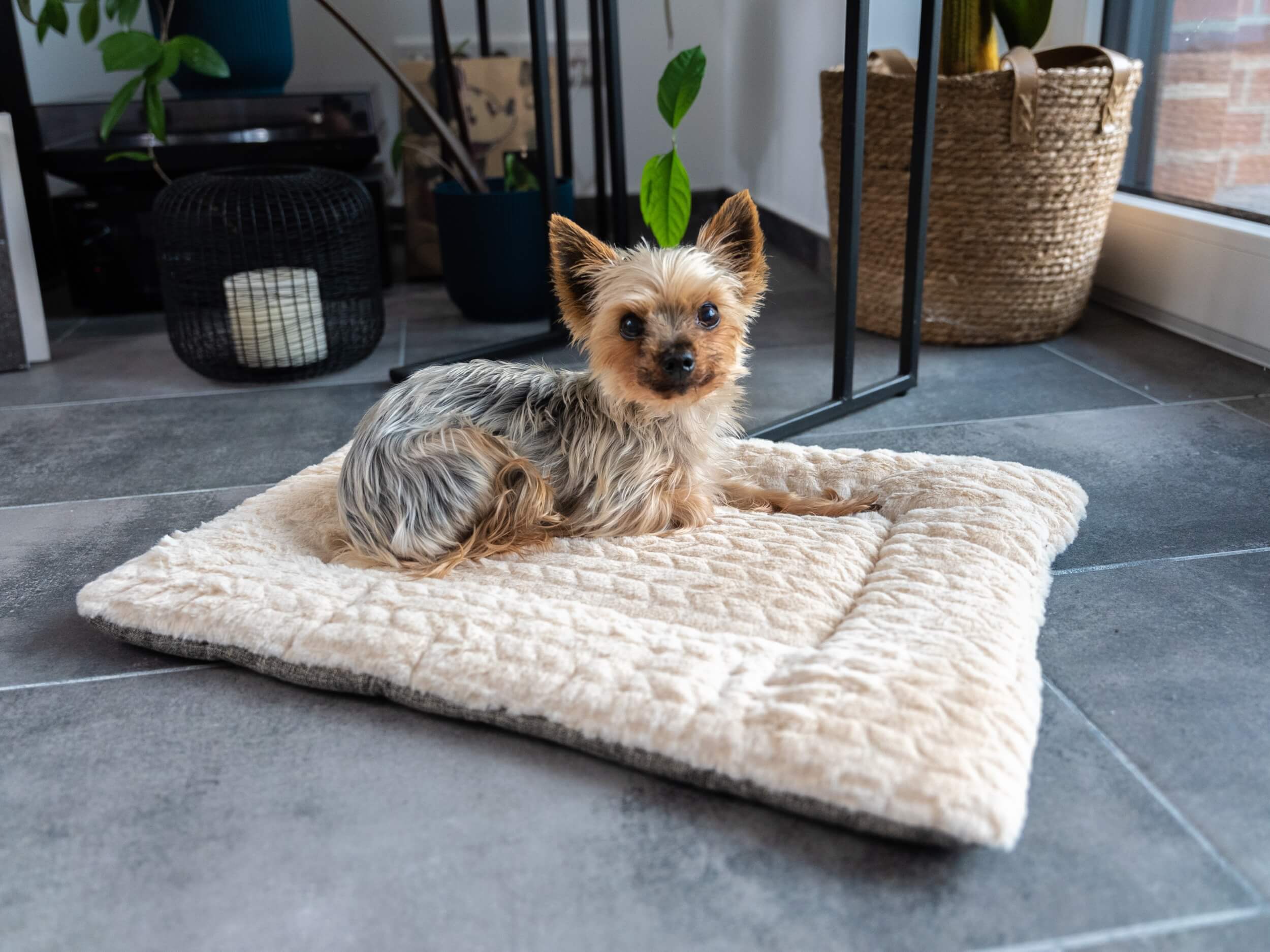 TrendPet Hundedecken TrendPet Heaven gefütterte Liegedecke beige XL