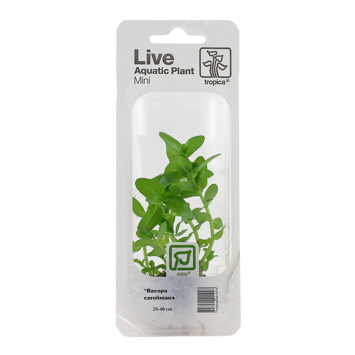 Tropica Aquariumpflanze Bacopa caroliniana kaufen