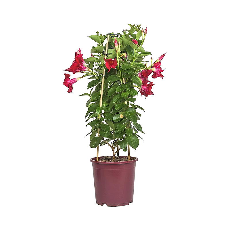 Ynde P17, Mandevilla sundaville