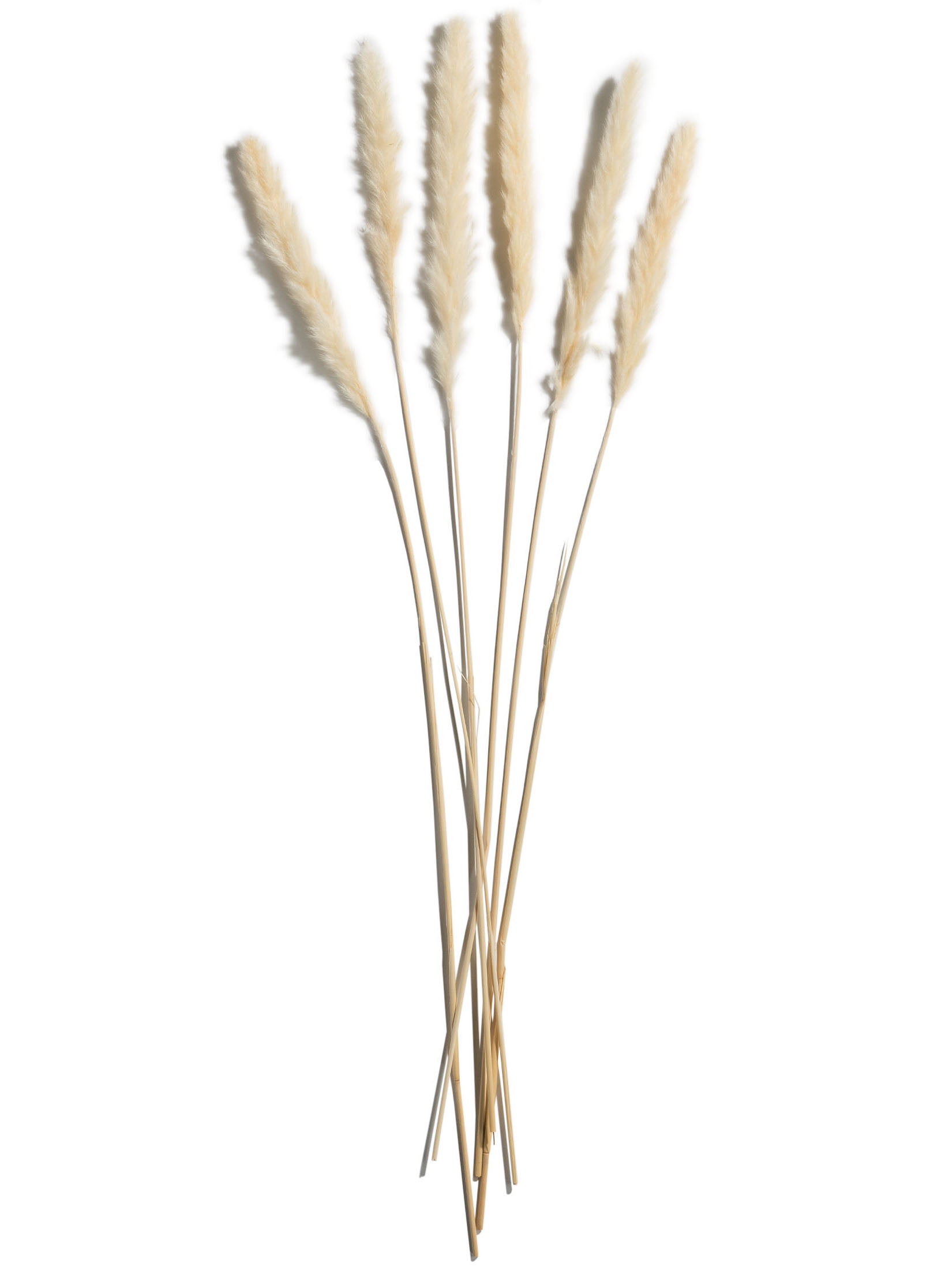 Pampasgrasbündel 6er Trockenblume, Weiss