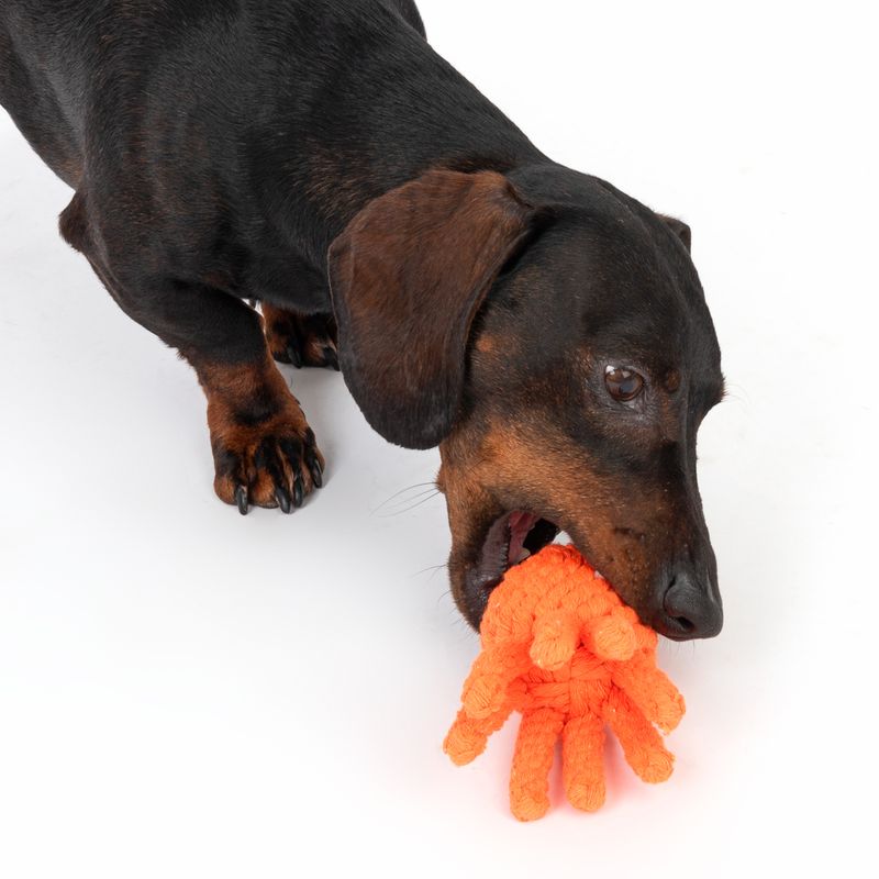 TIAKI Hundespielzeug Oktopus zu TOP-Preisen