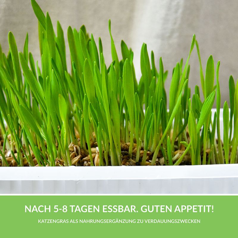 GimCat Hydro-Gras zu TOP-Preisen