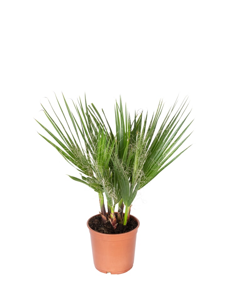 OH2 Washingtonia robusta Mittel in Grün günstig kaufen onesize
