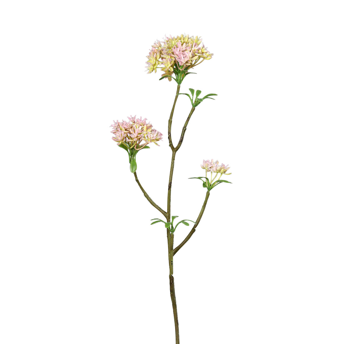 DPIBowardien 54cm