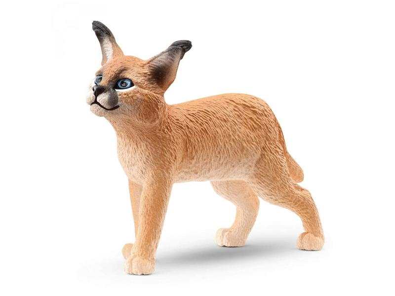 Jeune Caracal