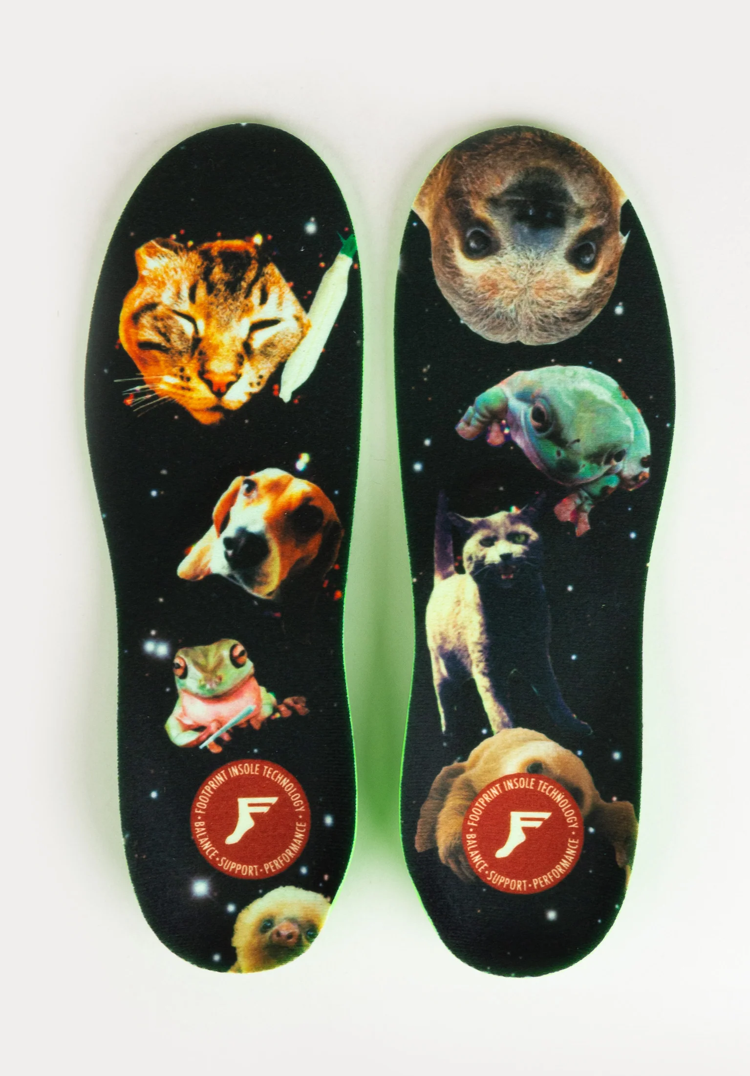 Kingfoam Kittybabe in Space 3