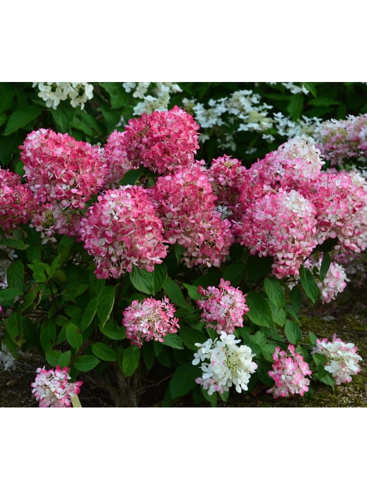 OH2 6er-Set pan. 'Pink Diamond Hortensien in Rosa günstig kaufen onesize