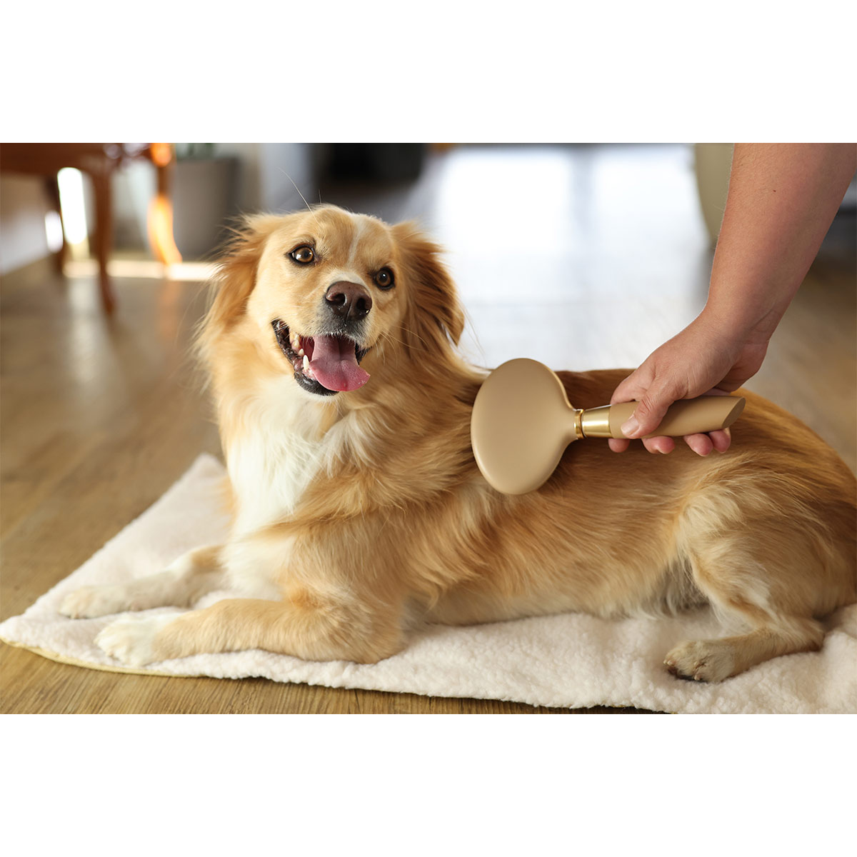 Kerbl MagicBrush Softzupfbürste Hund Golden kaufen bei ZooRoyal