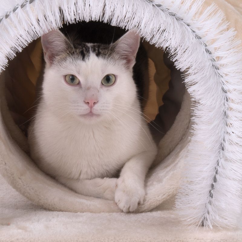 Katzen-Spieltunnel 3in1 zu TOP-Preisen