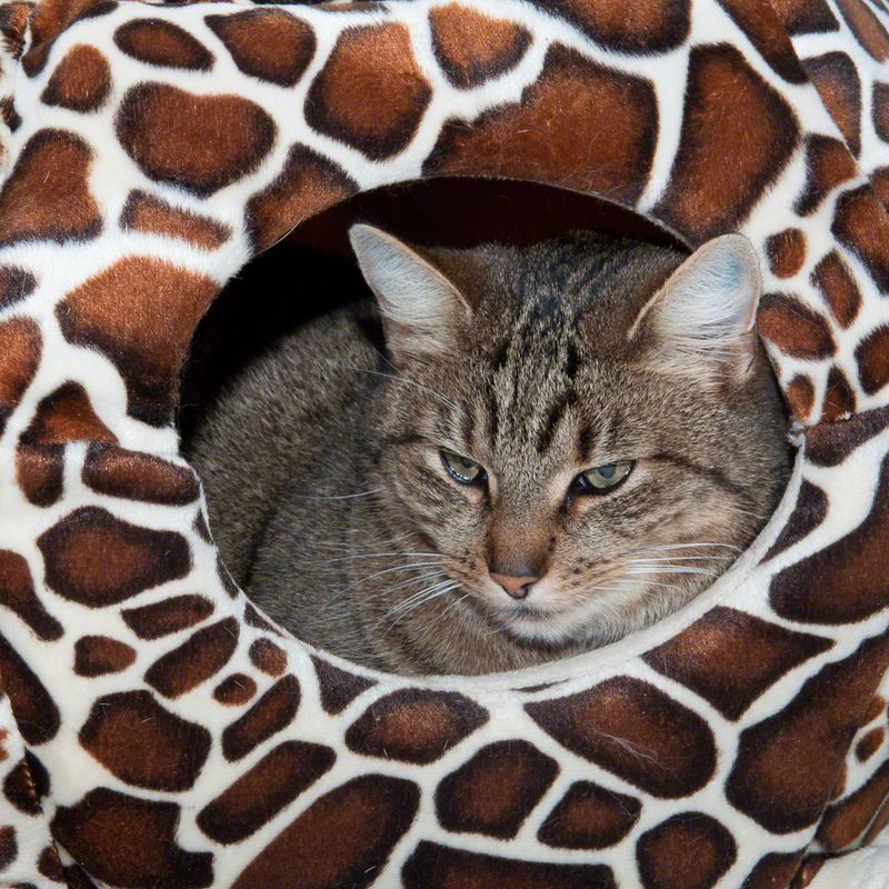 Katzenbett zu Discountpreisen % bei bitiba.de: Katzenbett Schildi, 2 in 1