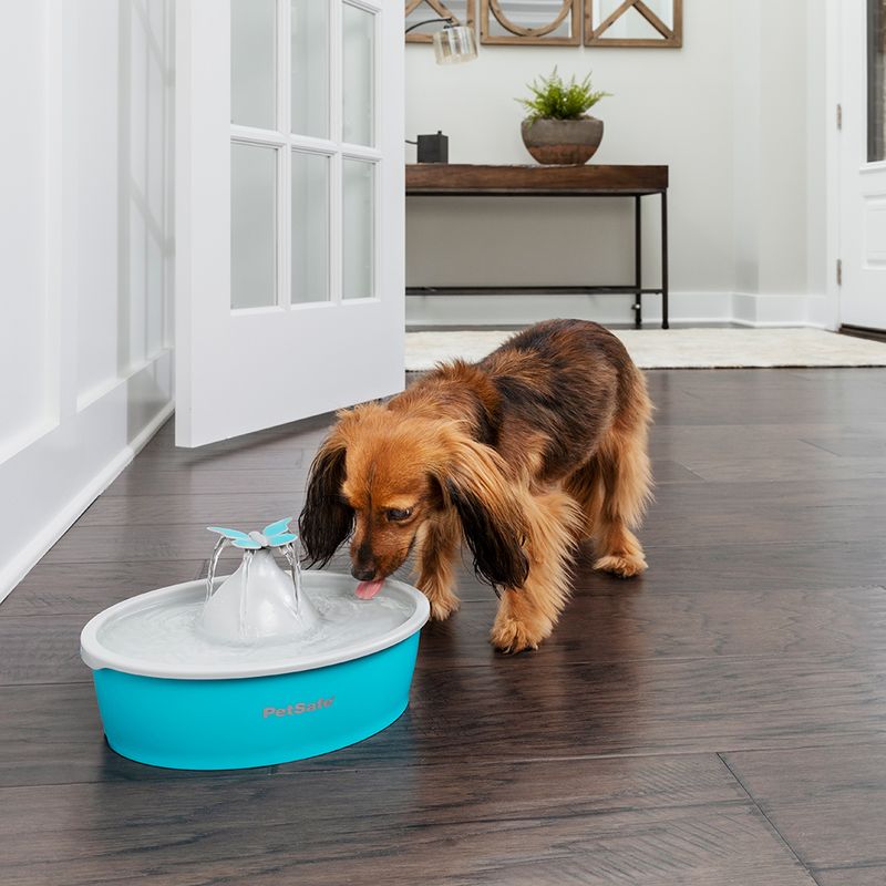 PetSafe Drinkwell Butterfly Trinkbrunnen zu TOP-Preisen