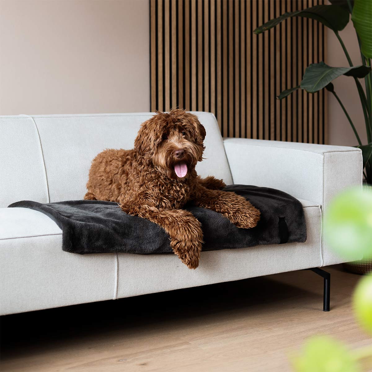 District 70 Hundedecke NUZZLE dunkelgrau 100x70cm