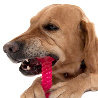 Hundespielzeug TPR Knochen