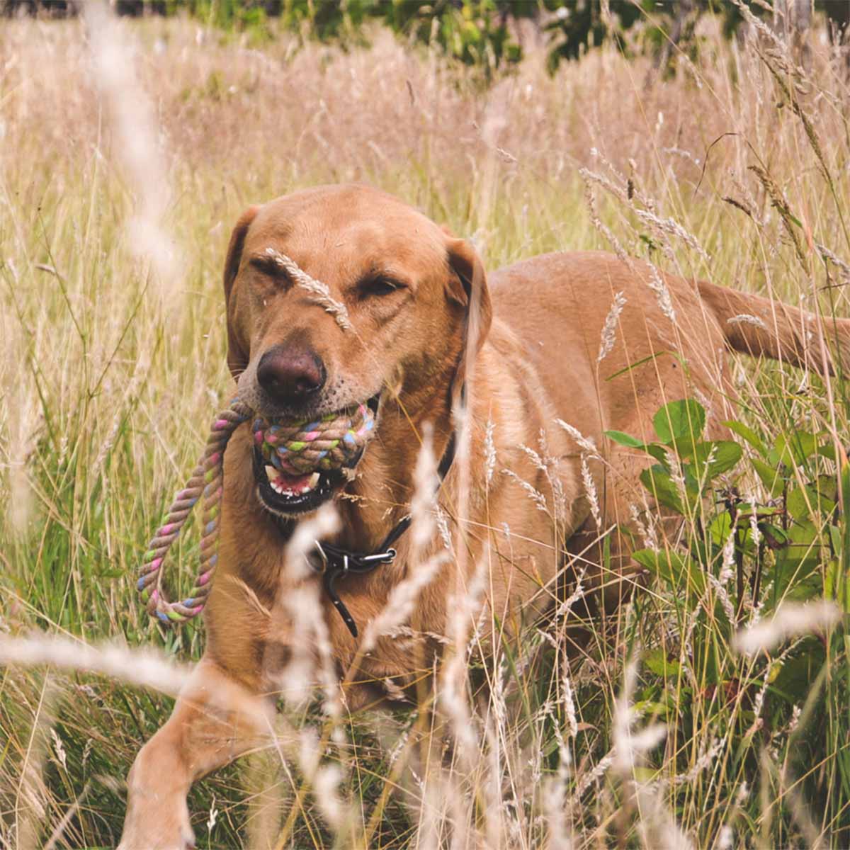 Beco Hundespielzeug Hanf Schlaufe günstig kaufen bei ZooRoyal