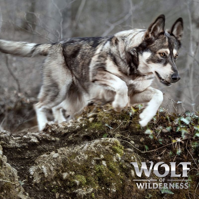 Wolf of Wilderness Adult 'Great Desert' - Pute