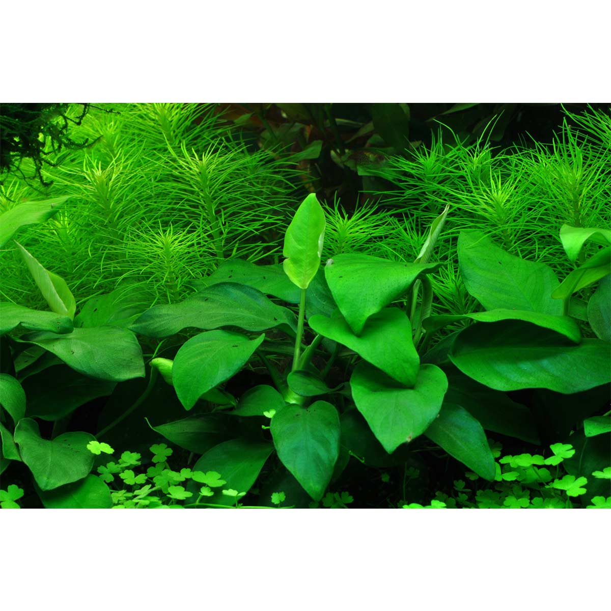 Tropica Aquariumpflanze Anubias barteri var. nana