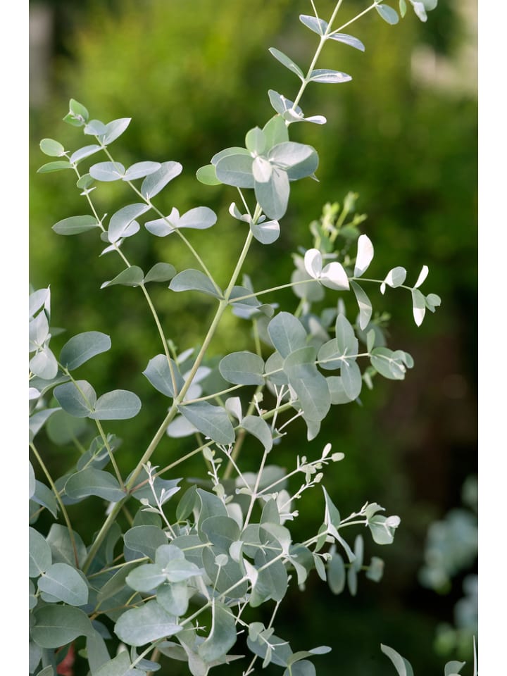 OH2 Eucalyptus gunnii Azura am Stamm günstig kaufen onesize